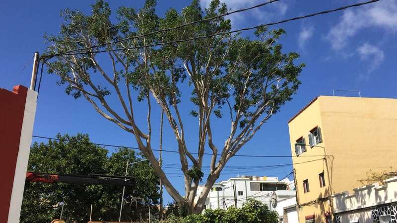 Los trabajos de Parques y Jardines se han concentrado en estos puntos en los últimos días (Foto TA)